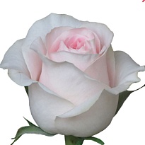 Роза Свит Ревайвл одноголовая (МЦ) дл.70 15шт/уп