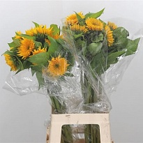 Подсолнух Kisima Gold 10шт