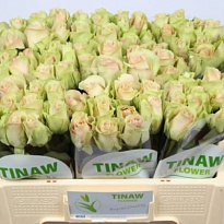 Роза La Belle дл.50 10шт