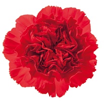 Гвоздика Funza Red дл.STANDARD 25шт