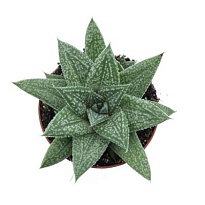 Гастерия Блю Мун d8 h15 12шт