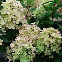 Гортензия (Hydrangea) метельчатая Пастель Грин d9 h25-35 18шт