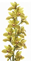 Орхидея Cymbidium Jungle Trail дл.60 *9 1шт