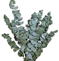 Эвкалипт Cinerea (К) дл.90-110 1уп