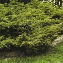 Можжевельник (Juniperus) средний Олд Голд d23 h40 1шт
