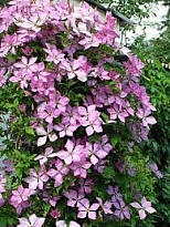 Клематис (Clematis) Маргарет Хант d9 h35 12шт