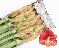 Гипеаструм Coral Flame 1шт