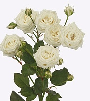 Роза White Balloons кустовая (Ц) дл.50 10шт/уп