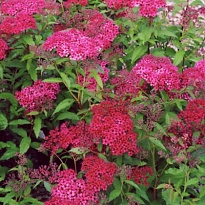 Спирея (Spiraea) японская Дартс Ред d14 h40-50 1шт 