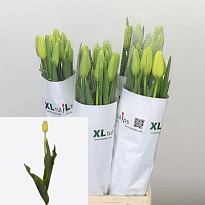 Тюльпан Fr Ouveze 50шт