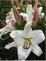 Лилия or. Zambezi 3+ 10шт