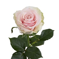 Роза Mernaho Pink Mondial дл.60 25шт