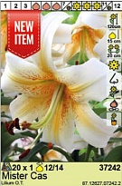 Лилия Мистер Кас ОТ-гибр. 12/14 1шт*