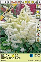 Астильба Рок-н-Ролл 2/3 1шт*