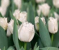 Тюльпан Fr Smirnoff 10шт