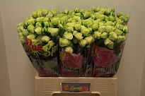 Роза кустовая Green Glow дл.50 10шт