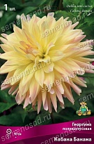 Георгина полукактусовая Кабана Банана 1шт