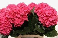 Гортензия Cerise дл.70 1шт