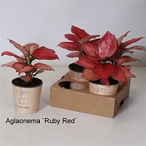 Аглаонема Руби Ред d12 h30 4шт