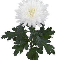 Хризантема одноголовая Undercover 10шт