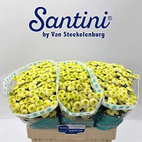 Хризантема сантини Maverick Lime 25шт