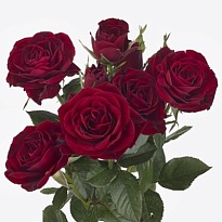 Роза кустовая Pushkin дл.70 10шт