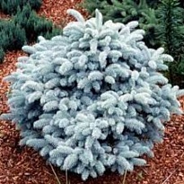 Ель (Picea) колючая Глаука Глобоза 20л h30-40 1шт