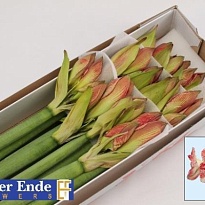 Гипеаструм Mega Star 1шт