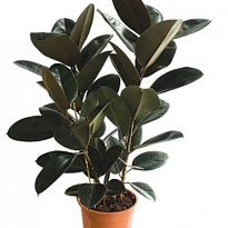 Фикус Абиджан 3рр d24 h120 1шт