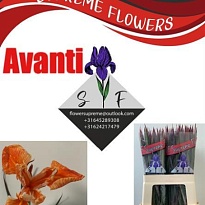 Ирис Paint Avanti 50 шт