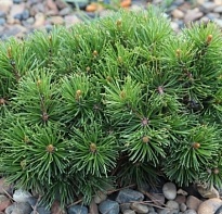 Сосна (Pinus) горная Шервуд Компакт d14 h15-20 1шт