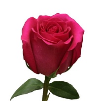 Роза Albra Roses Pink Floyd дл.50 25шт