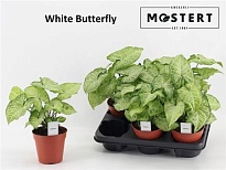 Сингониум Мотлд d12 h25 6шт