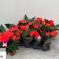 Антуриум Солара d12 h35 10шт