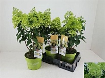 Гортензия (Hydrangea) Паник. Лимон Лайт d23 h70 3шт