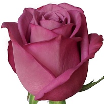 Роза Milroses S.a Moody Blues дл.60 25шт