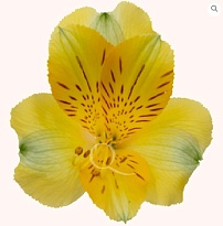 Альстромерия Bella Роза S.a. Gold дл.60 10шт