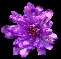 Краска для срезанных цветов №17 1л ярко-фиолетовый