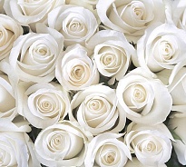 Роза Espirosal Mix White дл.50 25шт