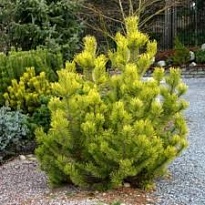 Сосна (Pinus) горная Голден Глоу 5л h30-40 1шт