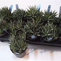 Хавортия Конколор d10 h20 10шт