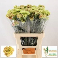 Гвоздика Wine Cover 20шт