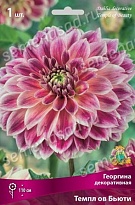 Георгина декоративная Темпл ов Бьюти 1шт