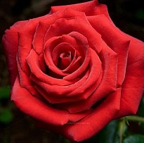 Роза Bella Роза S.a. Dallas дл.60 25шт