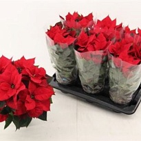 Пуансеттия Крисмас Юниверс d10 h30 10шт