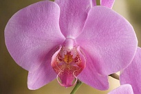 Орхидея Фален. Пинк 2 ст d9 h40 12шт