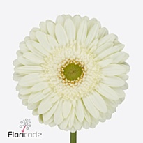 Гербера Mint 50 шт