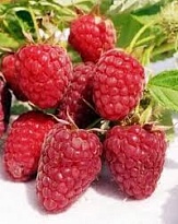 Малина Изобильная ремонтант./Цв.Кор