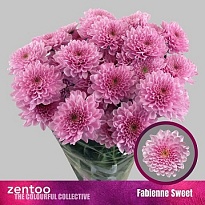 Хризантема кустовая Fabienne Sweet 5шт