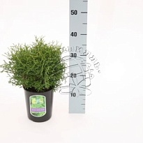 Туя (Thuja) западная Тини Тим d13 h40 1шт
